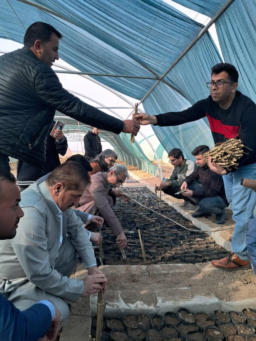 5000 قه‌ڵه‌مه‌ هه‌ناره‌كه‌ى هه‌ڵه‌بجه‌ به‌سه‌ر جوتیارانى شنگال دابه‌ش ده‌كرێت