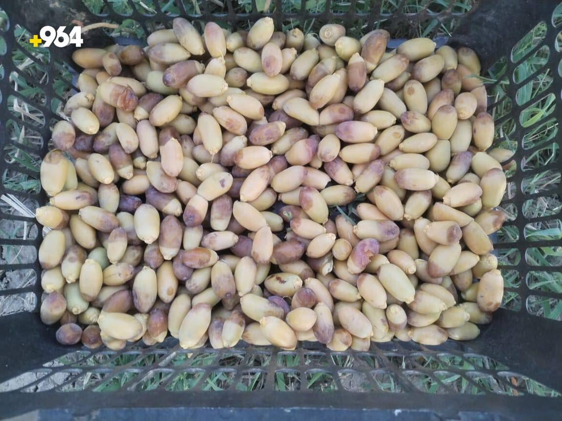 من كل مدينة نخلة نادرة.. بستان عمر الزوبعي يزرع 8 أصناف فقط ويقطف مبكراً (صور)