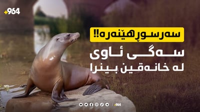 سەگی ئاوی لە خانەقین دەرکەوت