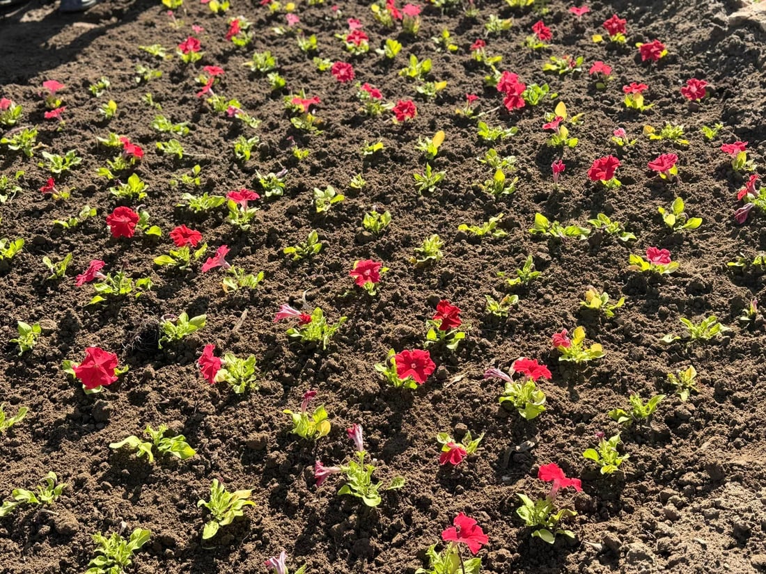 “رێژەی سەوزایی لە دهۆك زیاترە لە 13%”