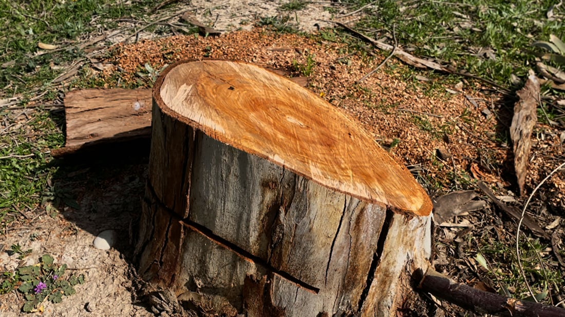 کەسێک لەسەر بڕینەوەی دارەکانی کفری دەستگیر کرا