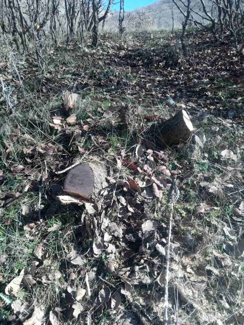 كه‌سێك به‌تۆمه‌تى بڕینى دارى تەمەن 15 ساڵان ده‌ستگیركرا