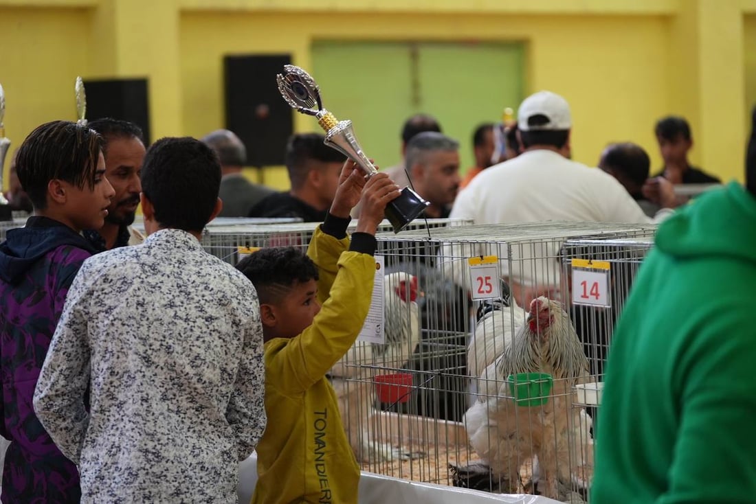 صور: دجاجة بصراوية وديك أربيلي أجمل طيرين في العراق.. مسابقة بإشراف تركي