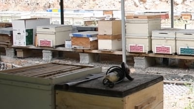 ئەمساڵ هەنگوینە بەناوبانگەکەی دەڤەری بەرگارەی کەمتر دەبێت 