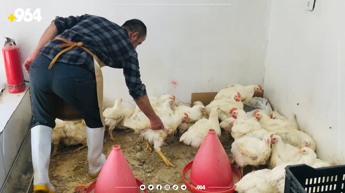 فرۆشیارێکی مریشک: ئێستا فرۆشمان نیو هێندەی جارانە