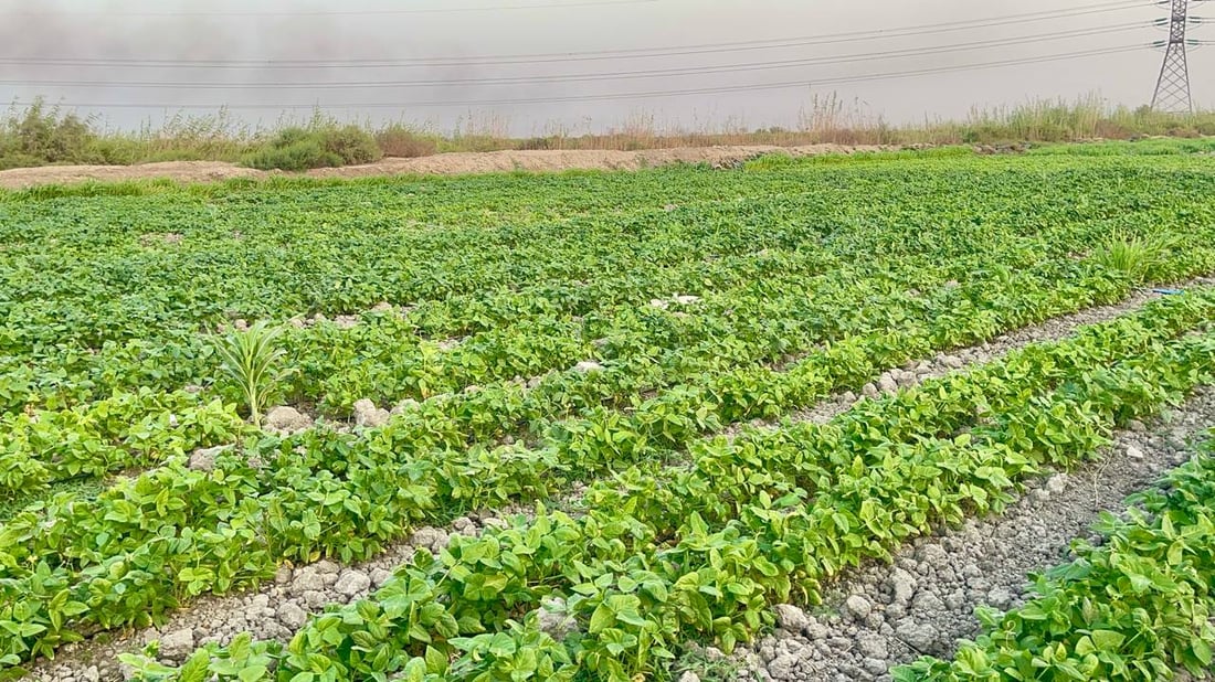 صور من بساتين شمال البصرة: نزرع كل شيء لكن الحكومة تدعم الزبير فقط!