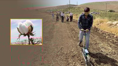 Cotton farming returns to Duhok after nearly 50 years with pilot project