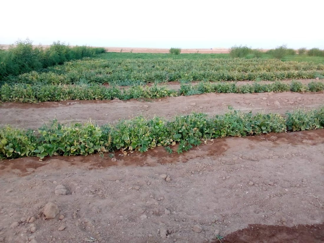 “أبو الجير” ليست صحراءً.. تجربة “صلاح” نجحت في الرمادي والمحاصيل وفيرة (صور)