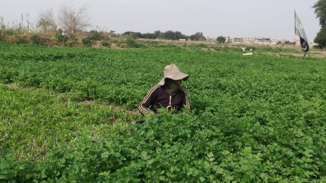 صور: “خضّارة” الكوت يخسرون نحو 200 دونم لصالح حديقة عامة