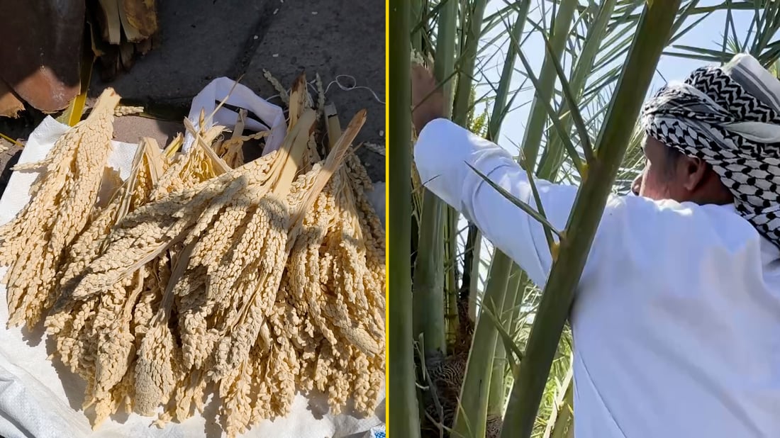 فحل الزبير صامد وتلقيحه قوي والبصرة مشغولة بنخلاتها