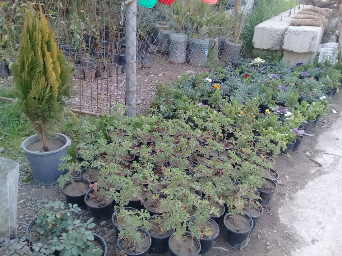 صور: بائع زهور يحوّل مدرسة في آلتون كوبري إلى مشتل.. ”مهجورة منذ 12 عاماً“