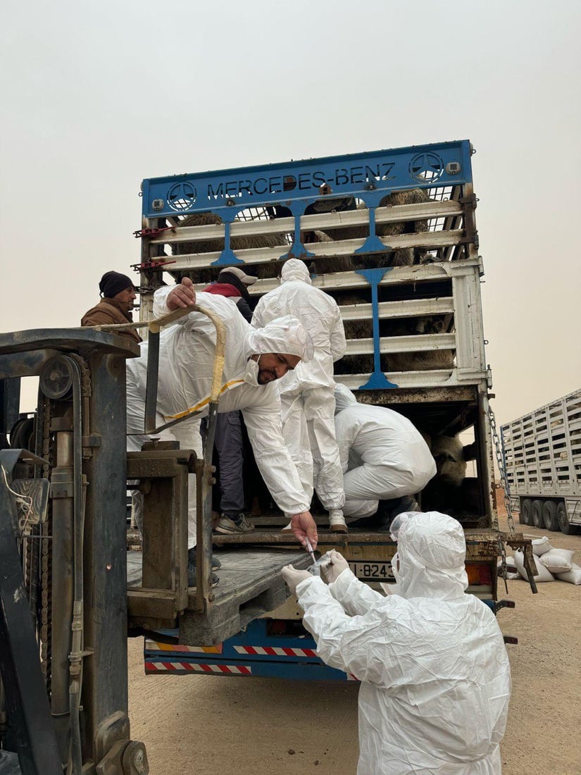 منفذ طريبيل الحدودي يشدد الإجراءات على دخول المواشي للوقاية من الأوبئة