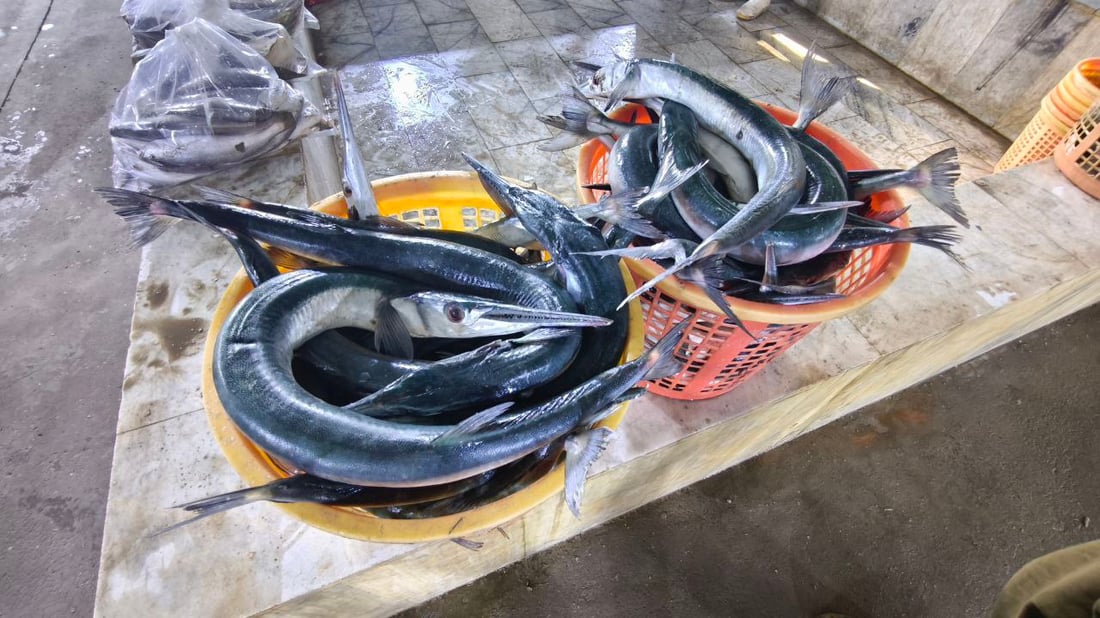 بدأ موسم “الشانگ” و”دجاج البحر” في الفاو والكيلو 6 آلاف دينار فقط (صور)