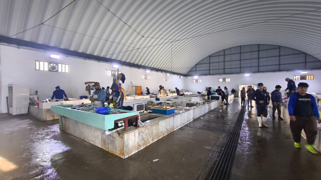 بدأ موسم “الشانگ” و”دجاج البحر” في الفاو والكيلو 6 آلاف دينار فقط (صور)