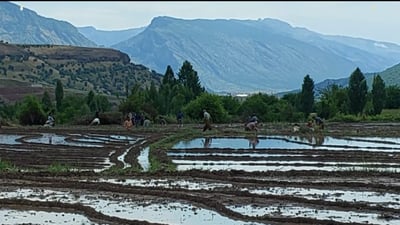 Duhok sees extensive rice cultivation this year