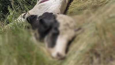 Ranya butcher arrested after trying to ‘sell meat’ from diseased cow