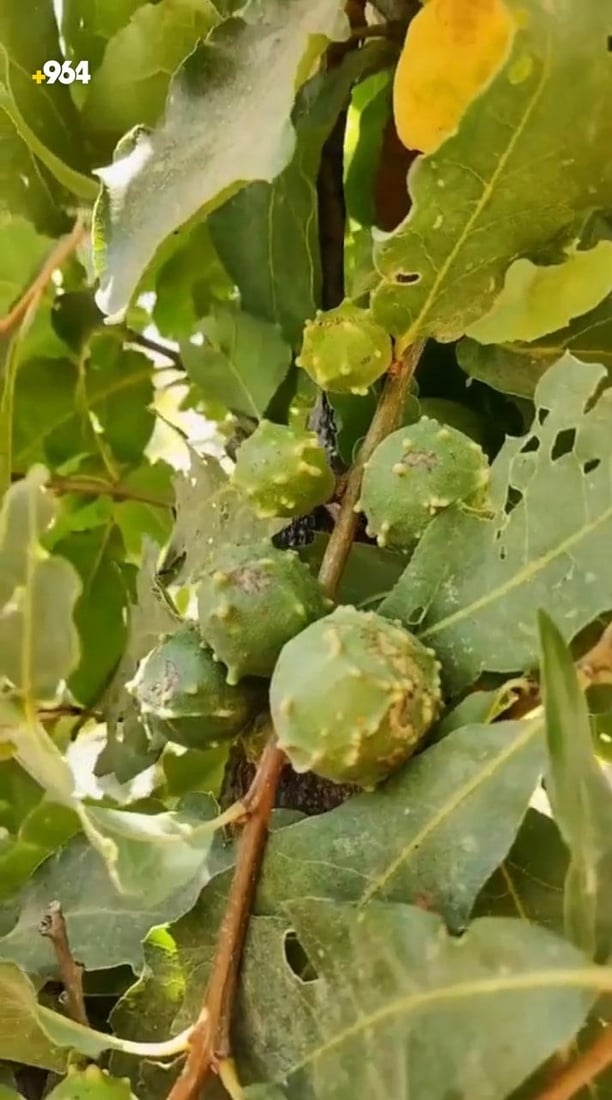 كردستان تصدّر 50 طناً من البلوط “الوبري” إلى تركيا خلال يومين (صور)