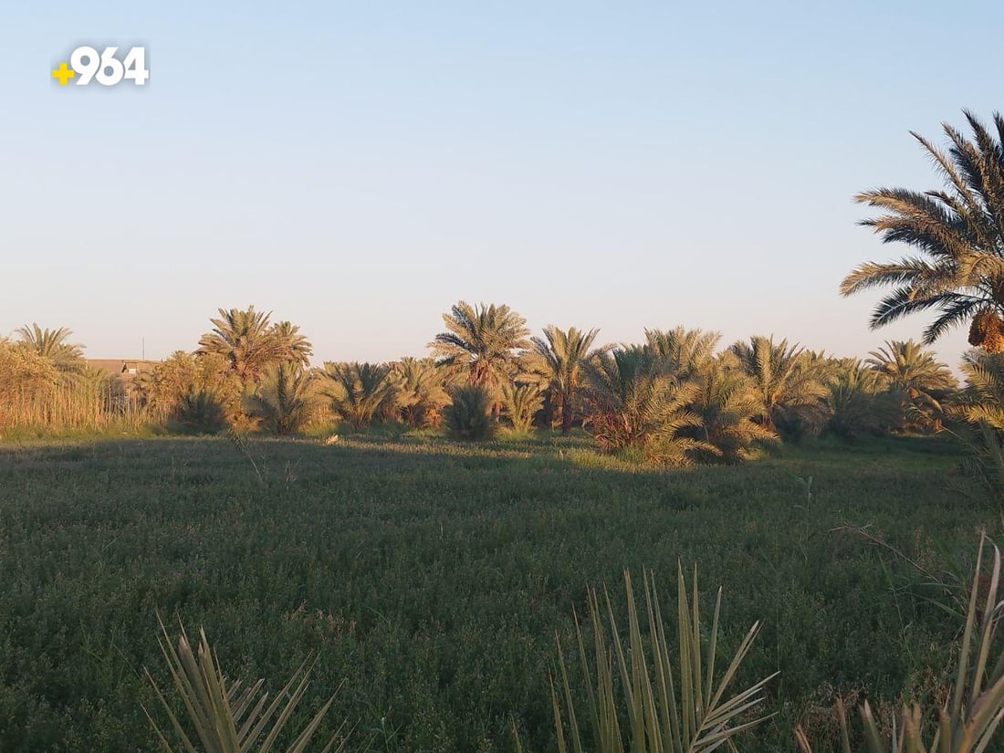 نخيل بابل يتغلب على الجفاف بالآبار الارتوازية.. الزراعة تؤكد وفرة الإنتاج هذا العام