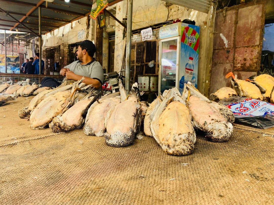 لا طيور ولا صيادين في ميسان.. الجفاف يطرد ”الحجل“ و“أبو طوق” من الأهوار (صور)
