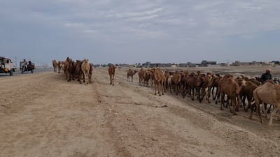 فيديو: العشب قرب حدود السعودية.. إبل بن ربّاع الجميلة تبدأ رحلة الشتاء من السماوة