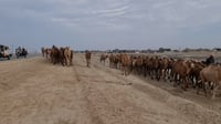 فيديو: العشب قرب حدود السعودية.. إبل بن ربّاع الجميلة تب...