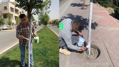 دارەکانی سلێمانی لە نەخۆشیی لاڕەشە دەپارێزرێن