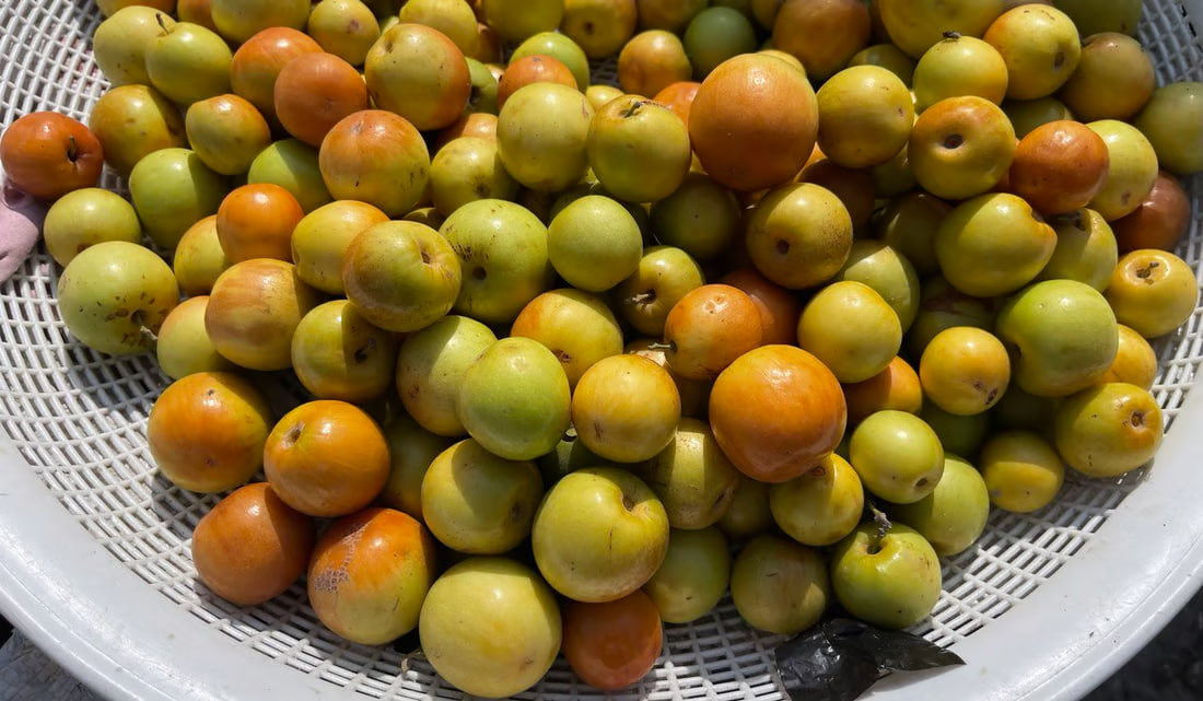 Basra’s nabq fruit draws traders as production booms and exports increase