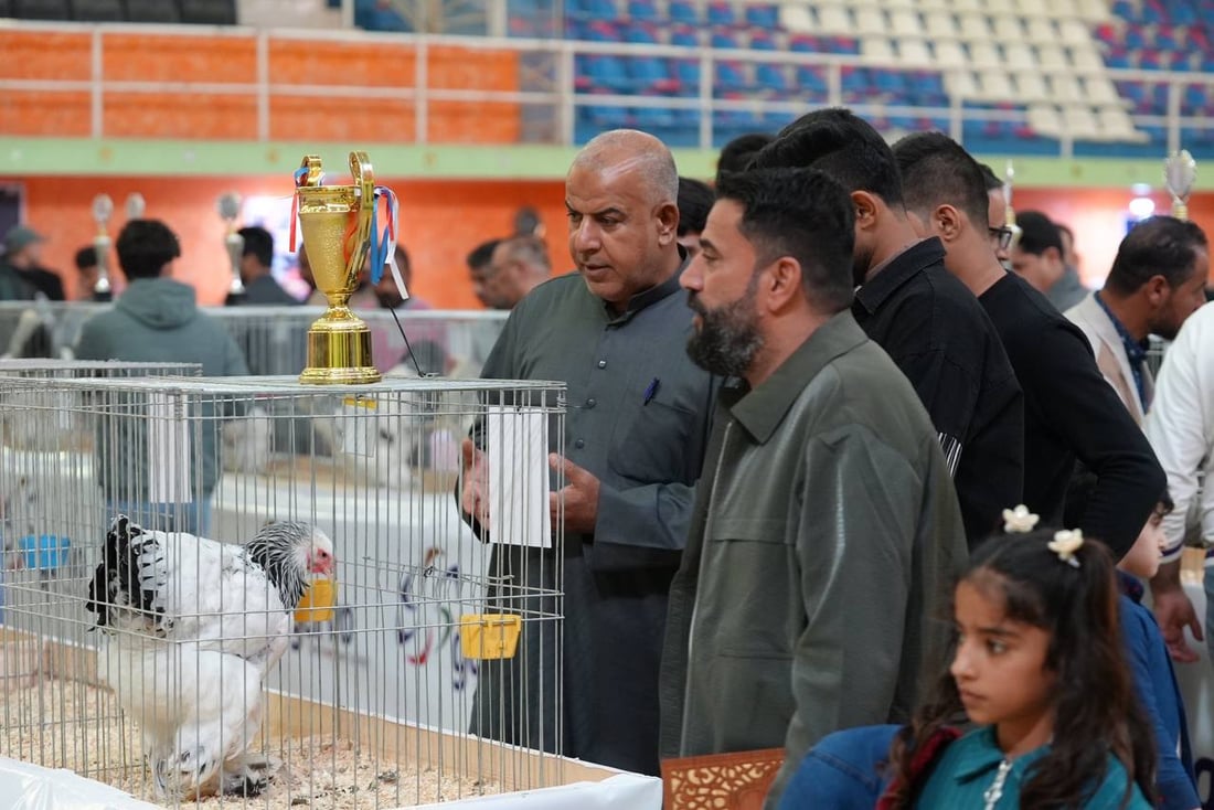 صور: دجاجة بصراوية وديك أربيلي أجمل طيرين في العراق.. مسابقة بإشراف تركي