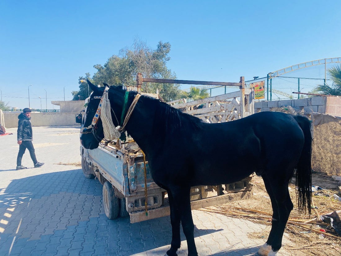 صور: خيول ميسان تشتاق إلى السباقات ومنافسات الجمال.. الحكومة تريد إحصائيات