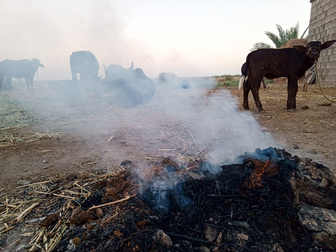 964mediaصورة من منصة (شبكة): 