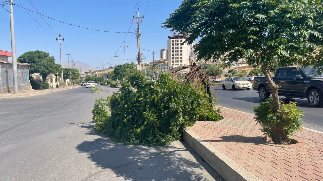 صور من عاصفة السليمانية المدمرة.. طرحت أشجار السبحبح أرضاً