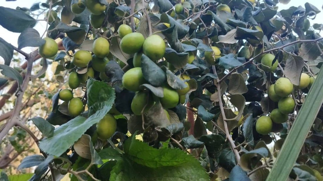 صور: مزارع بصري ينجح بتطعيم النبق التايلندي.. ثمرة بحجم كف اليد وكل 10 حبات كيلو!