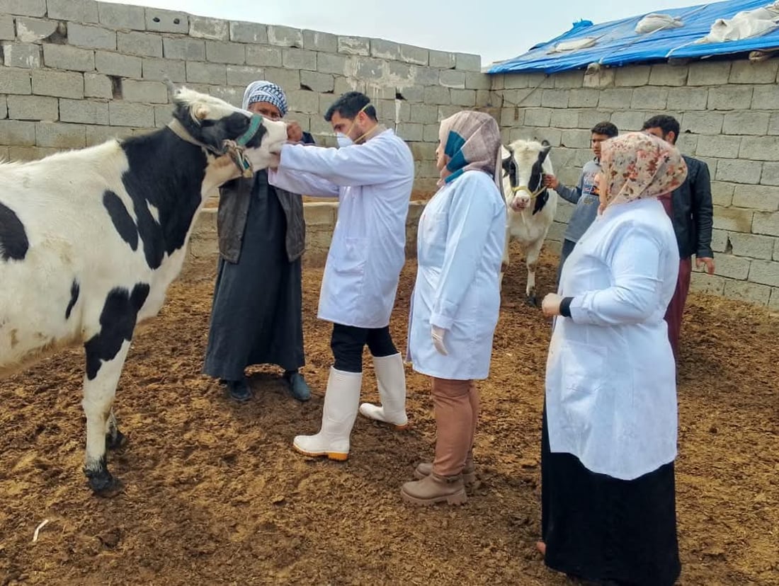 لە خورماتوو ئامادەکاری دەکرێت بۆ رووبەڕووبوونەوەی ڤایرۆسی FMD
