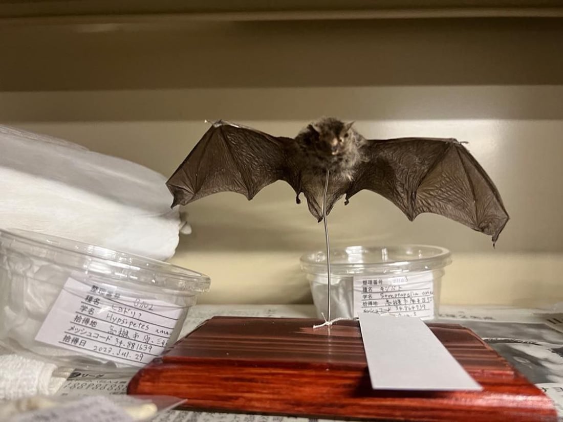 تیمێکی شوێنەواری سۆران لە ژاپۆن ڤیدیۆی تایبەتی مۆزەخانەیەکیان بۆ 964 ناردووە