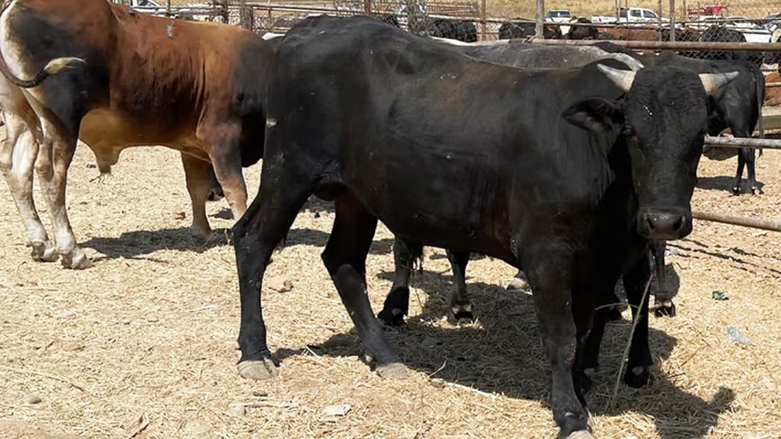 دەستکێش و جلی قۆڵدرێژ و گیراوەی تایبەت نەیهێشت نەخۆشییەکەی پار دووبارە ببێتەوە