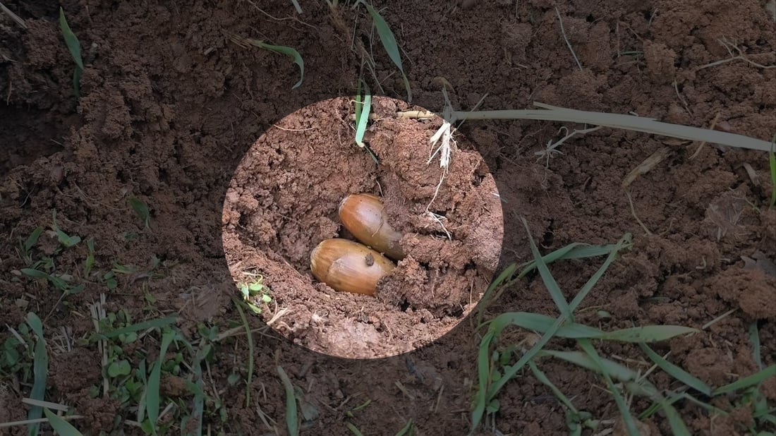 لە هەڵمەتی زاگرۆسانە 60 کەس بەیەکەوە بەڕوویان لە بناری بەمۆ چاند