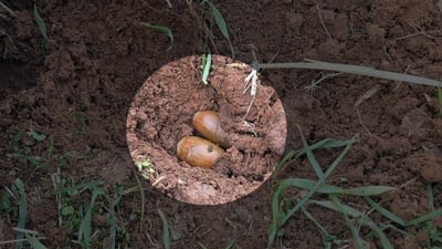 لە هەڵمەتی زاگرۆسانە 60 کەس بەیەکەوە بەڕوویان لە بناری بەمۆ چاند