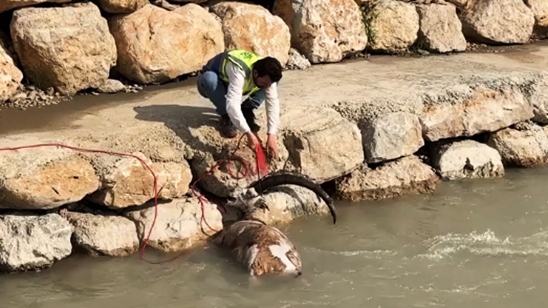 نێرییەکی کێوی لە رووباری باڵندا لە بارزان بە مردویی دۆزرایەوە