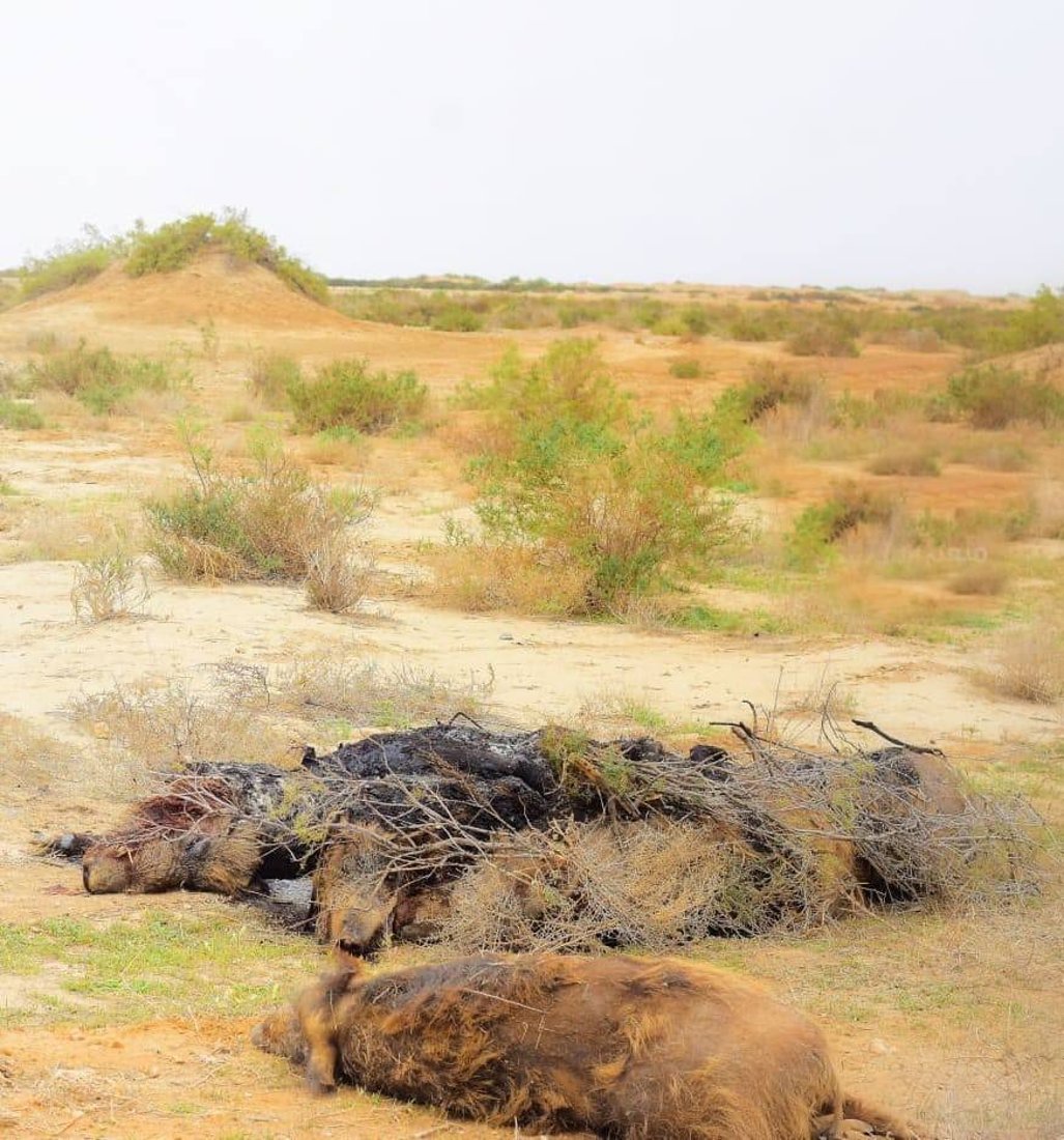 صور: صائد الخنازير في كربلاء لا يرحم.. لديه 4 خطط لصد الهجمات الخطيرة