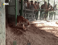 شەش دانە شێر و پڵنگی دەگمەن هێنرانە باخچەی ئاژەڵانی هە�...