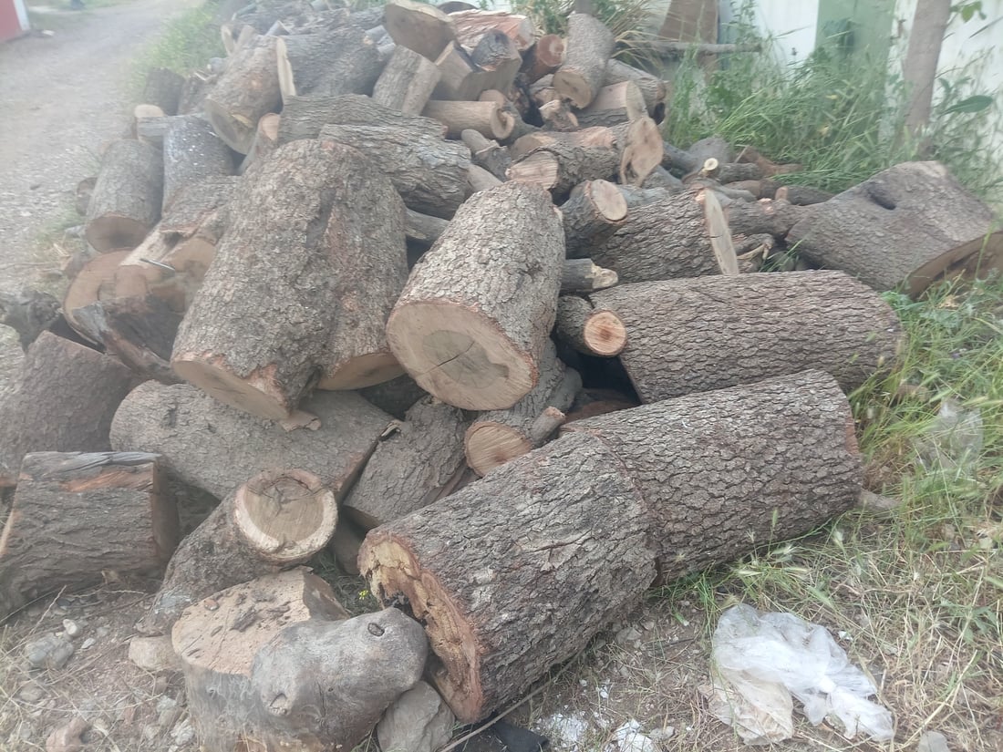 لە گاپێڵۆن و تەوێڵە ژمارەیەک داری سەوز و باڵابەرز بڕدرانەوە