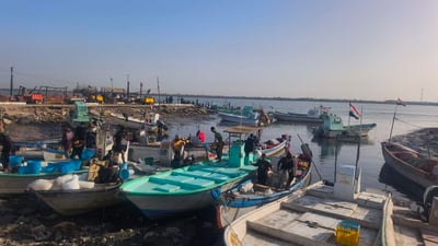 صور: وفرة في أسماك الفاو.. لكن الصبور قليل وسعره وصل لـ400 ألف للسلة