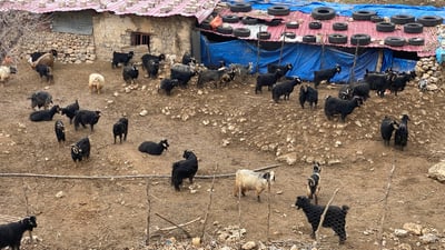 نه‌خۆشییه‌كی نادیار كاریله‌كانی رواندز‌ی له‌ناوبرد