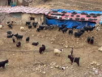 نه‌خۆشییه‌كی نادیار كاریله‌كانی رواندز‌ی له‌ناوبر�...