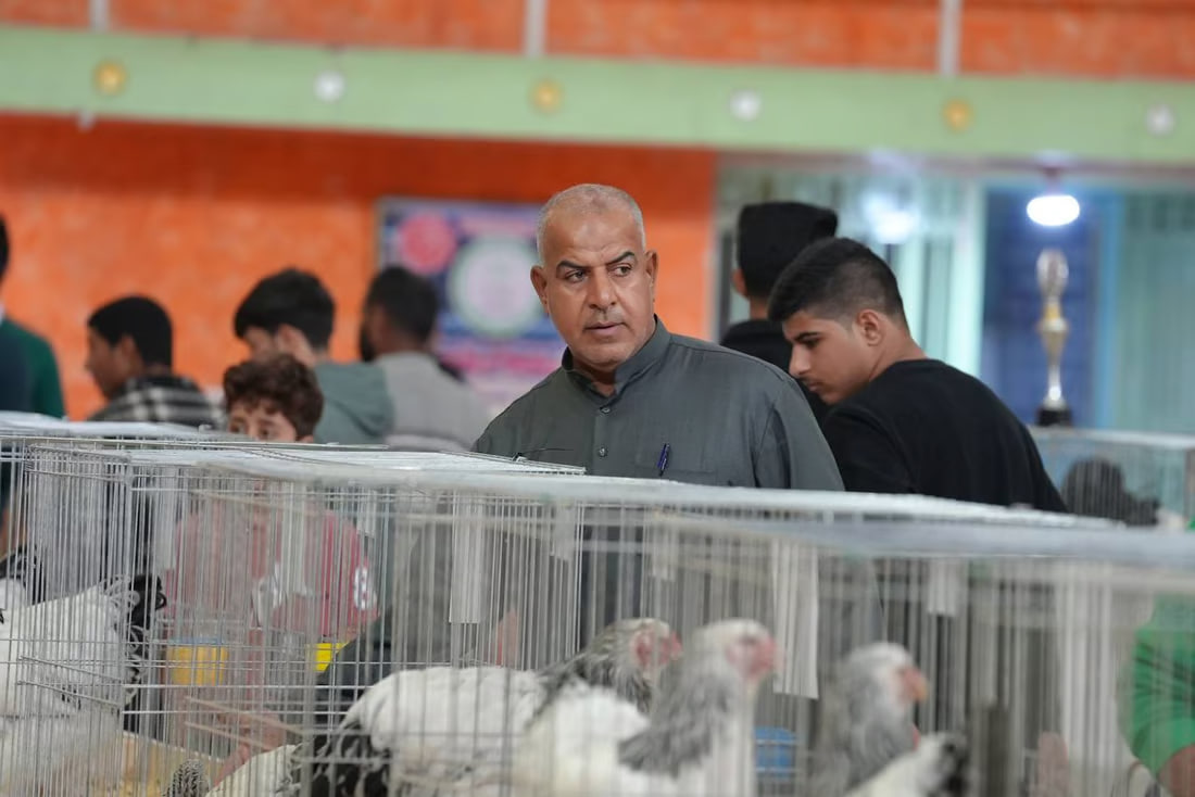 Beauty contest for chickens draws enthusiastic participants from across Iraq