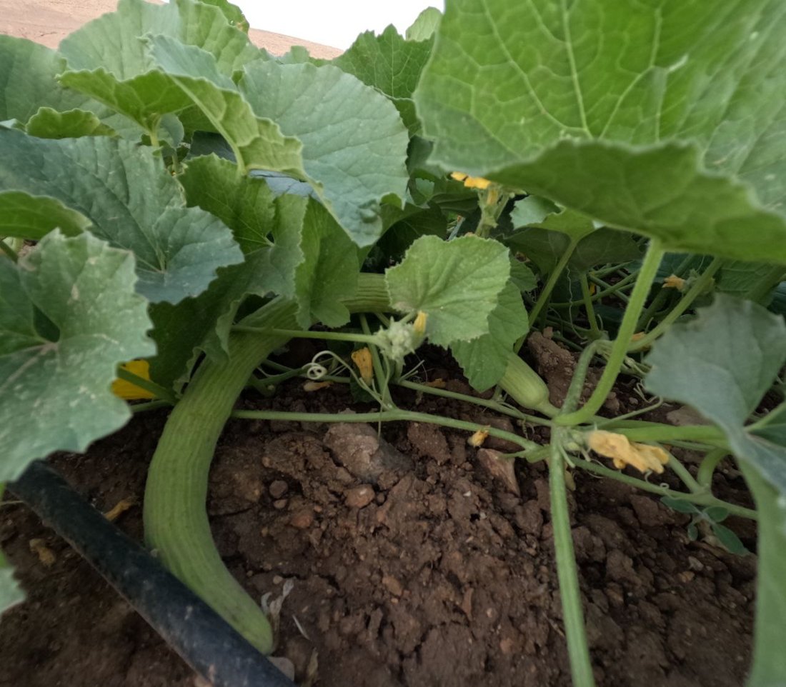 صور من سهول ومحصول “تعروزي” بعشيقة.. أطنان من قرية “عمر قابچي” إلى الأسواق