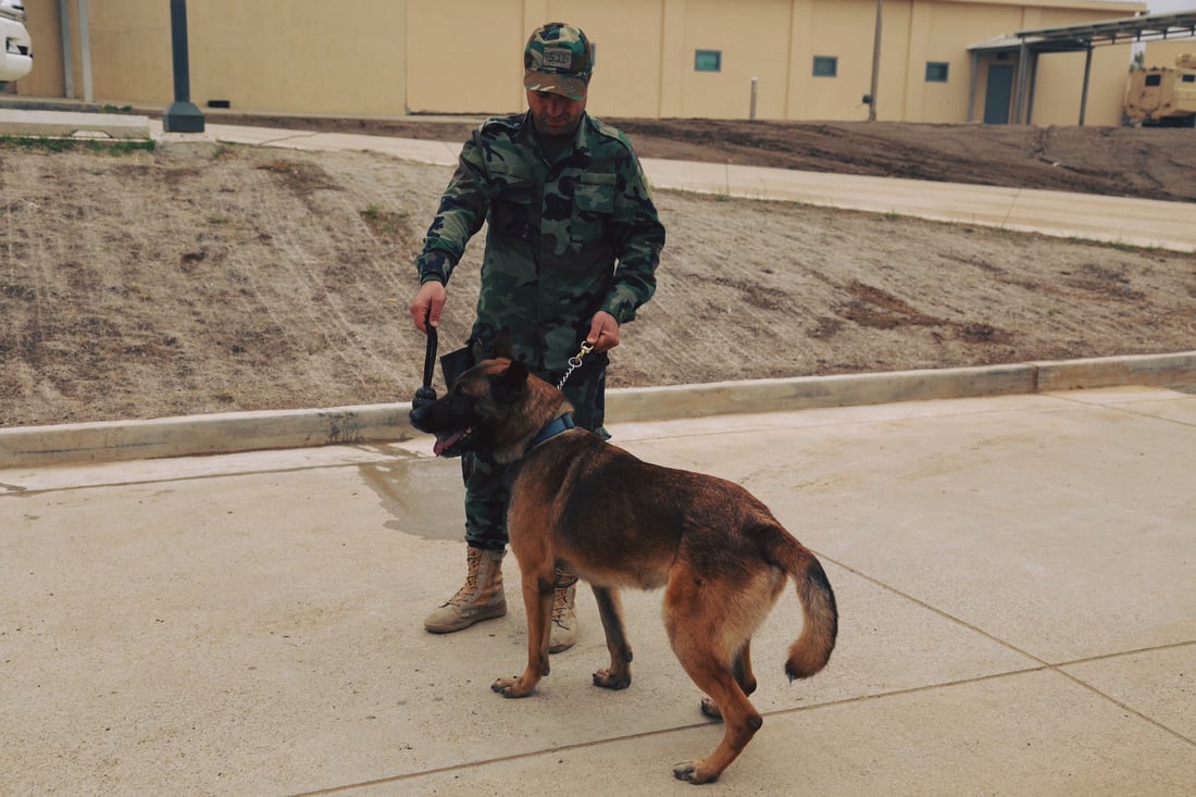  سەگەکانی K9ـى پێشمەرگە لە ناو کونسوڵخانەی ئەمریکا مەشق دەکەن
