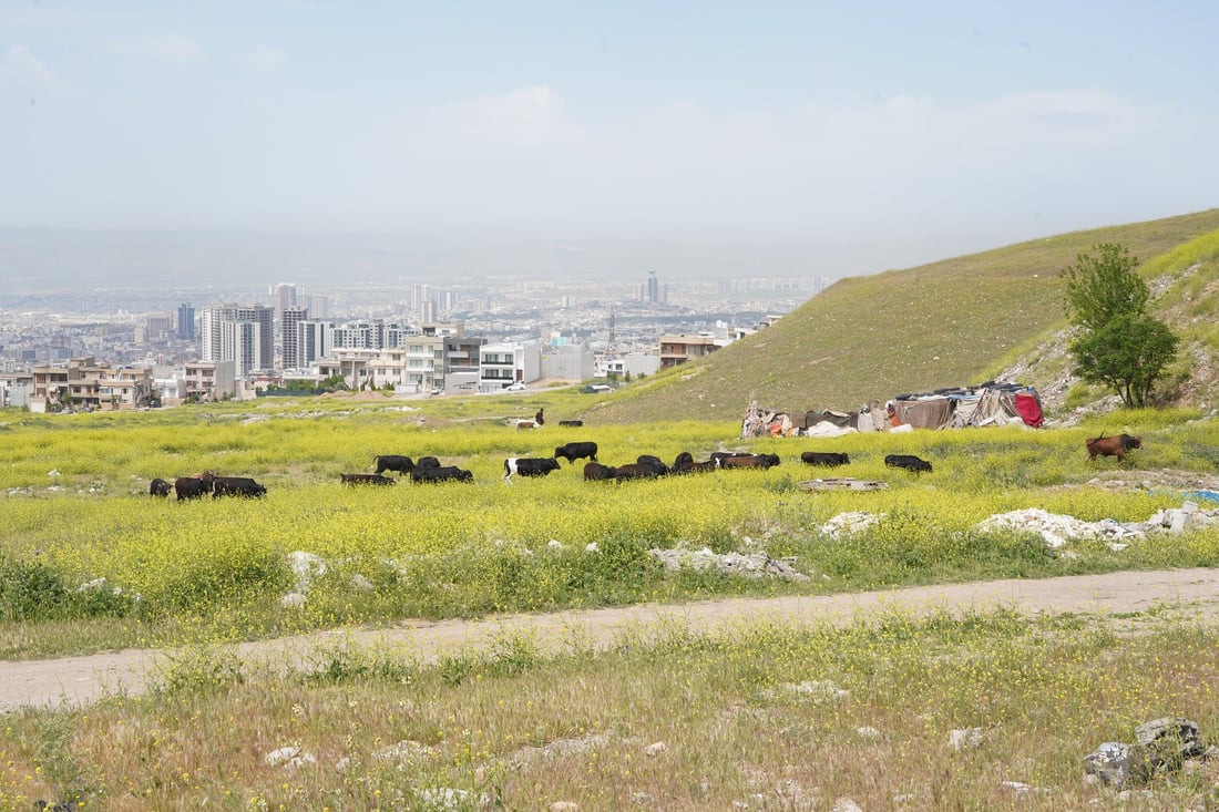 شارەوانی سلێمانی ژمارەیەک گەوەڕ لە دەورووبەری شار لادەبات