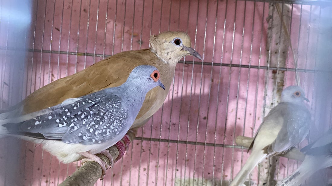 الناصرية: “الحمام الملكي” يمتع عشاق الطيور.. جميل ويطرد “الأرواح الشريرة” (صور)