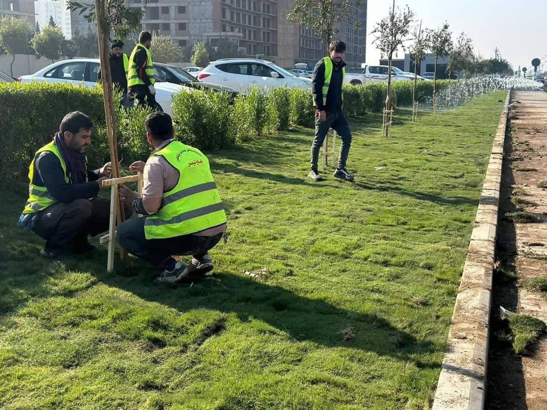 200 مەتر فریز لە بلواری نێوان شەقامەکان دەچێندرێت